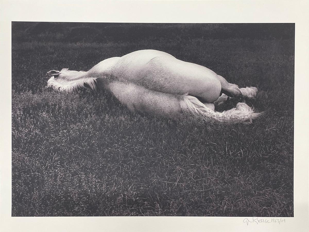 Weißes Pferd, Maine, von George Krause, 1963, Archivalistischer Pigmentdruck, Fotografie im Angebot 1