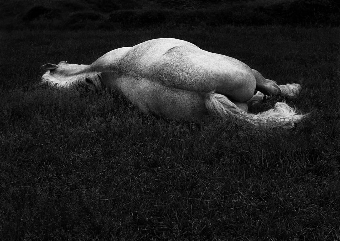 White Horse, Maine von George Krause ist eine Schwarz-Weiß-Fotografie, die ein helles Pferd zeigt, das auf der Seite im Gras liegt und dem Betrachter den Rücken zuwendet. 

Archivalischer Pigmentdruck
17.5 x 23 in.
Signiert und datiert mit Bleistift