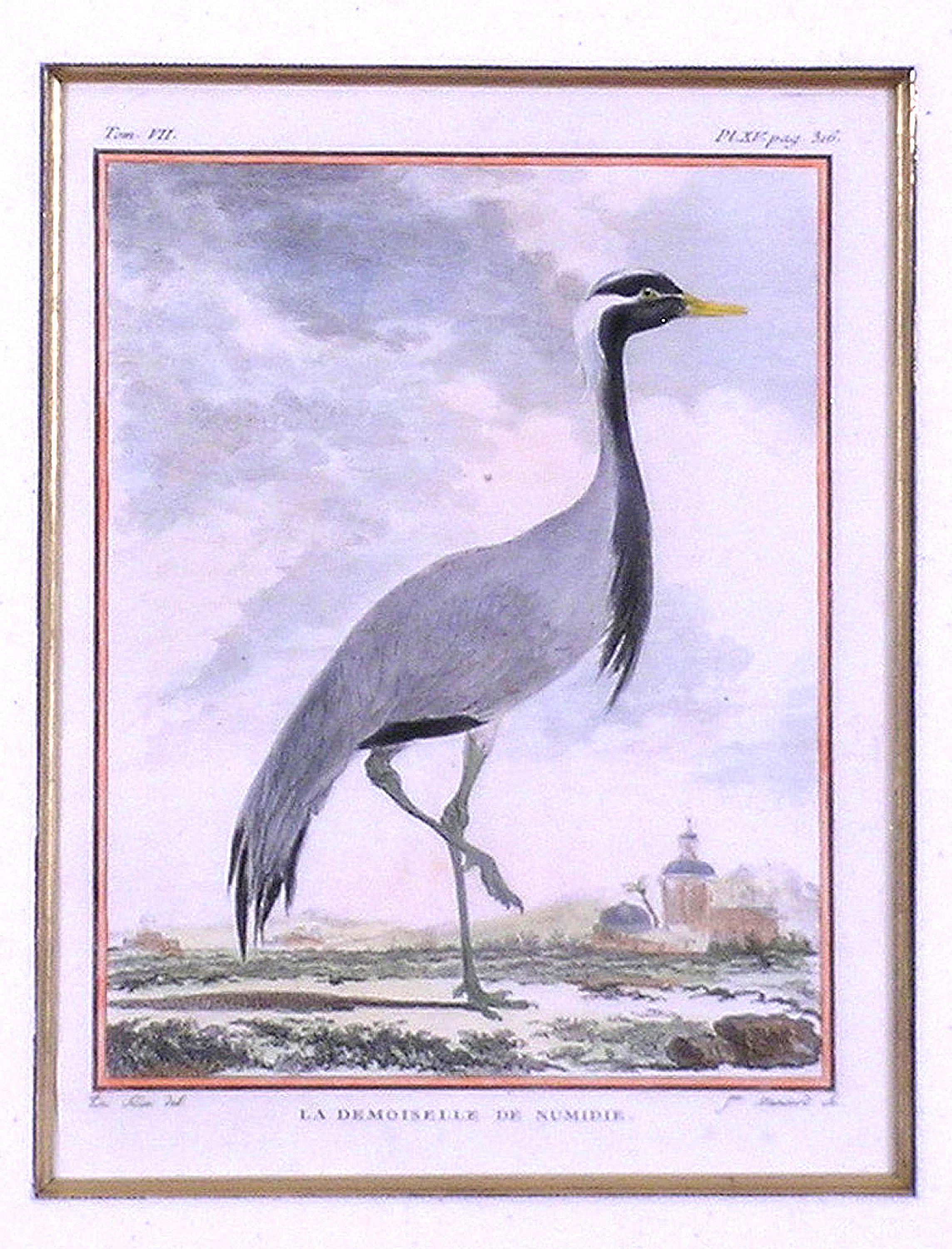 La Demoiselle de Numidie (Crane) (Akademisch), Print, von Georges-Louis Leclerc, Comte de Buffon