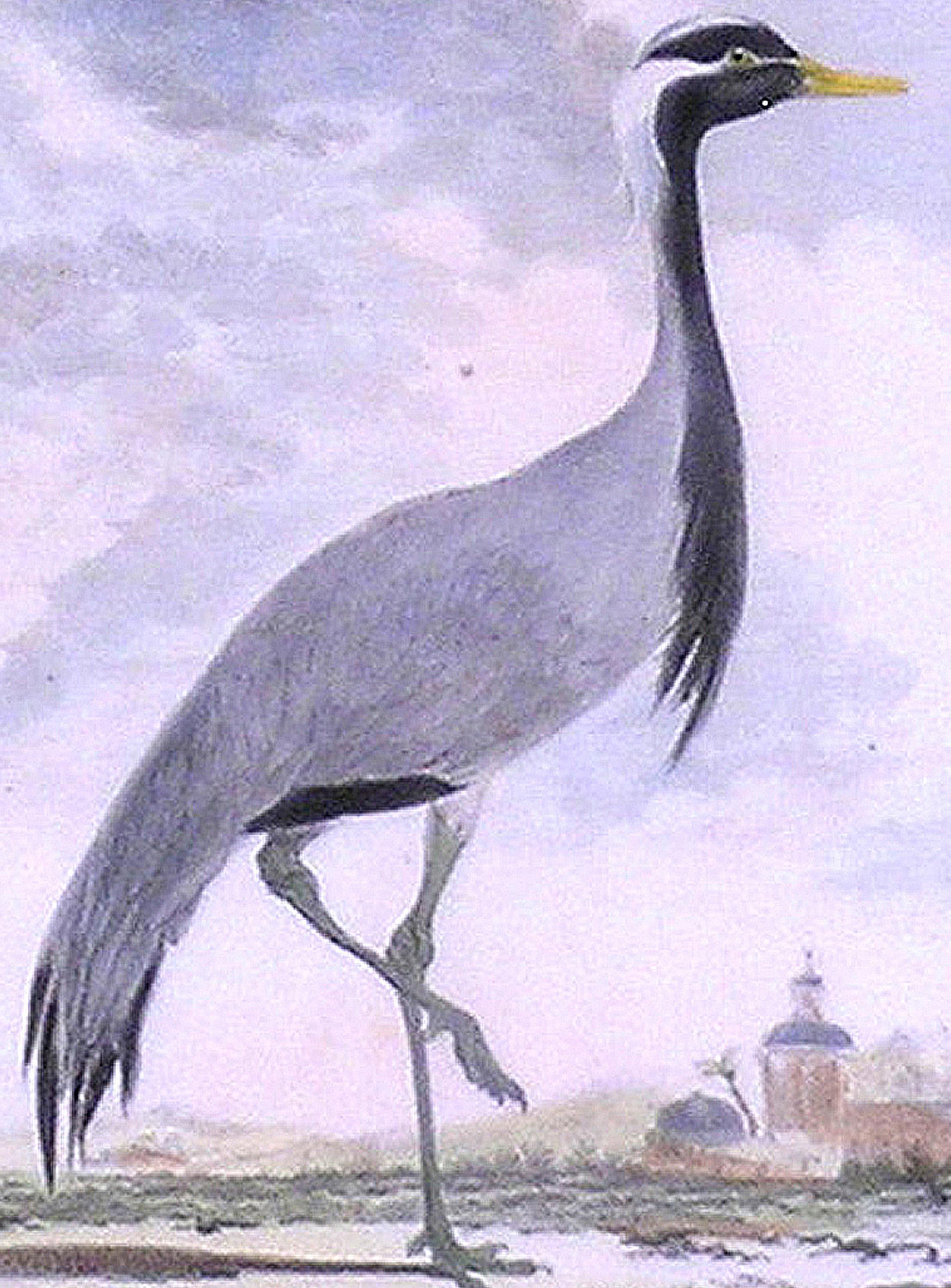 La Demoiselle de Numidie (Crane) im Angebot 1