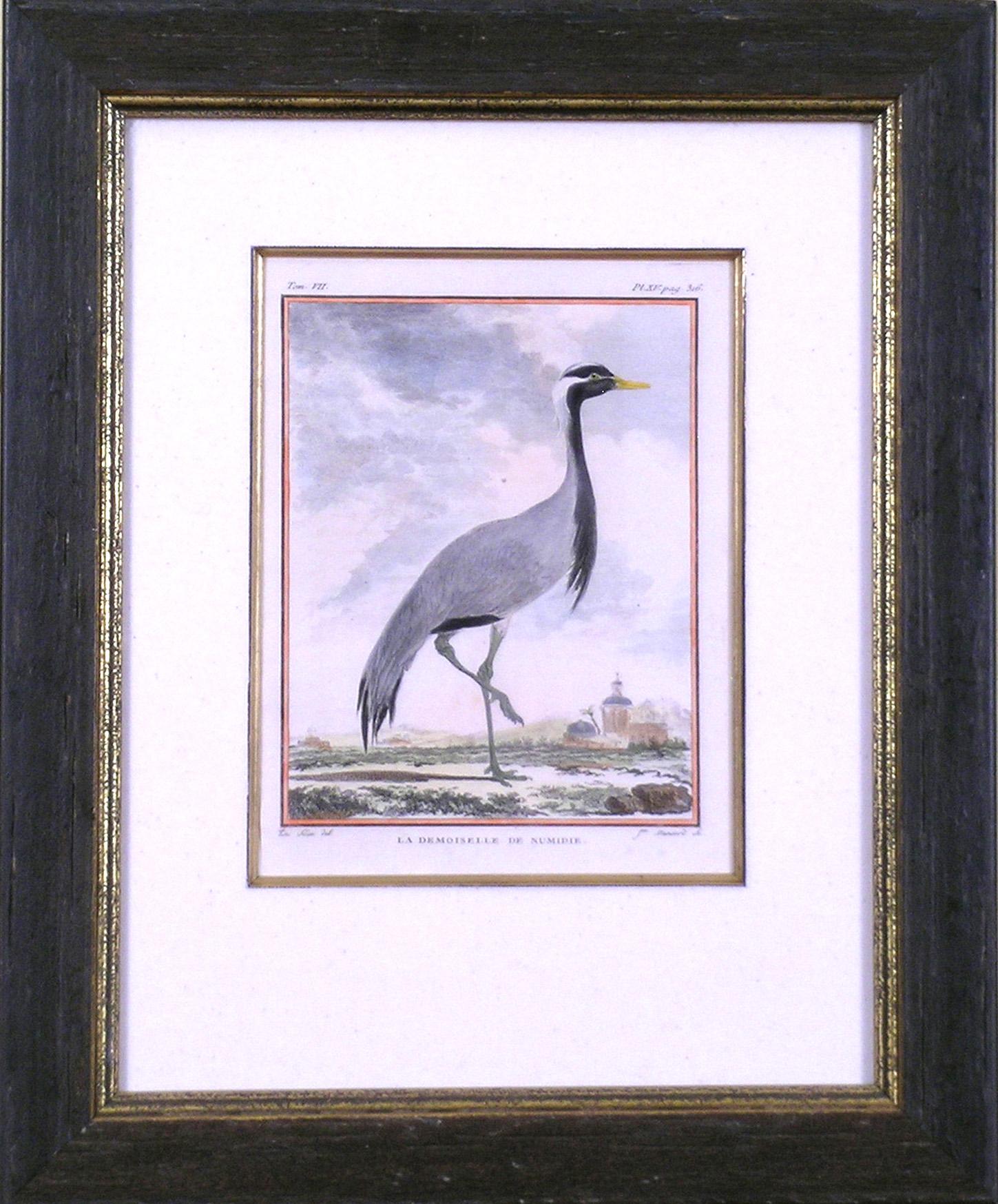 La Demoiselle de Numidie (Crane) - Print by Georges-Louis Leclerc, Comte de Buffon