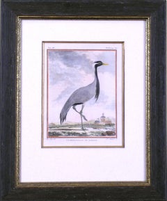 La Demoiselle de Numidie (Crane)