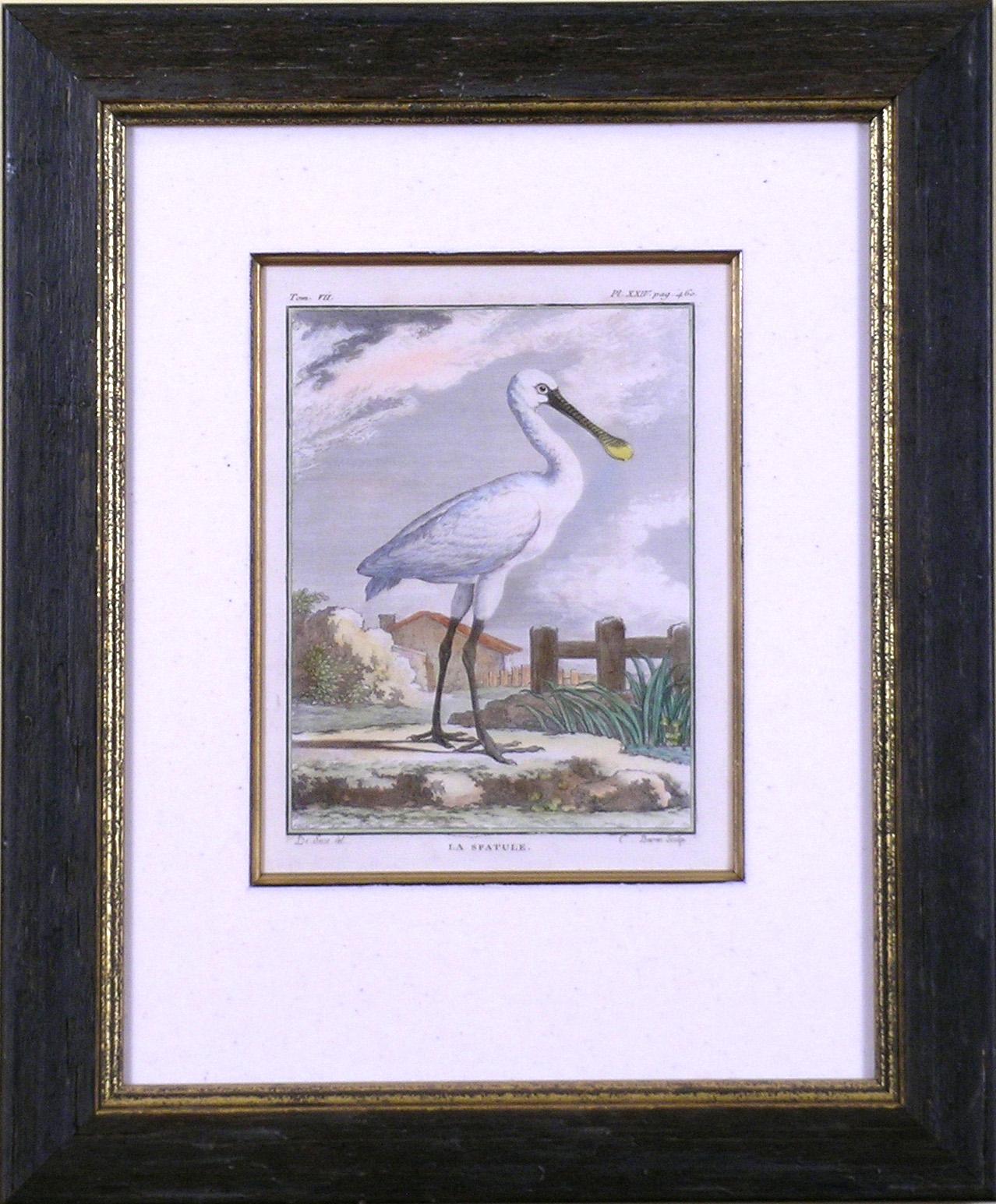 La Spatule (Spoonbill) - Print by Georges-Louis Leclerc, Comte de Buffon