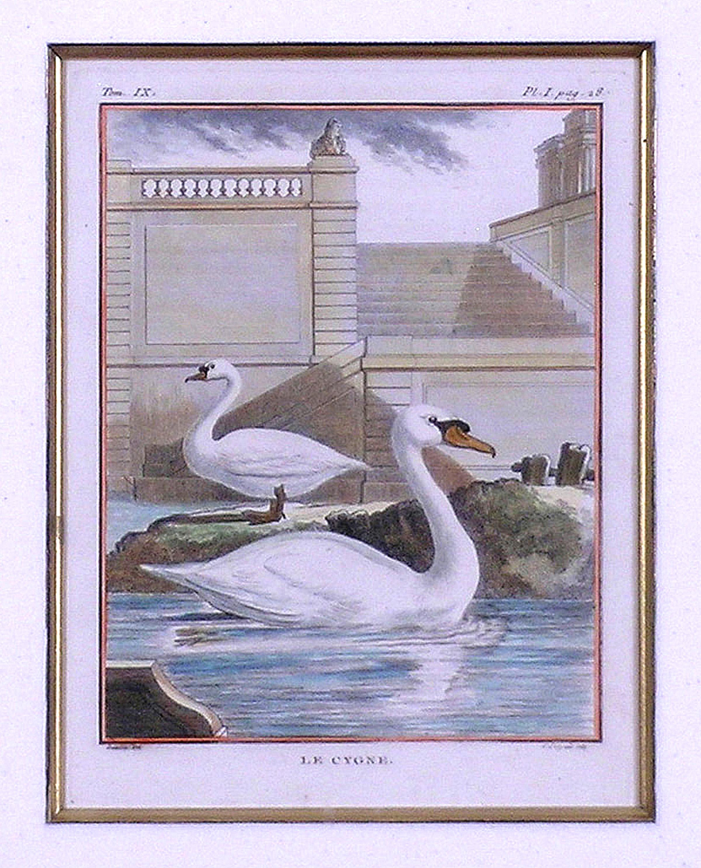 le cygne - moda exclusiva y elegante