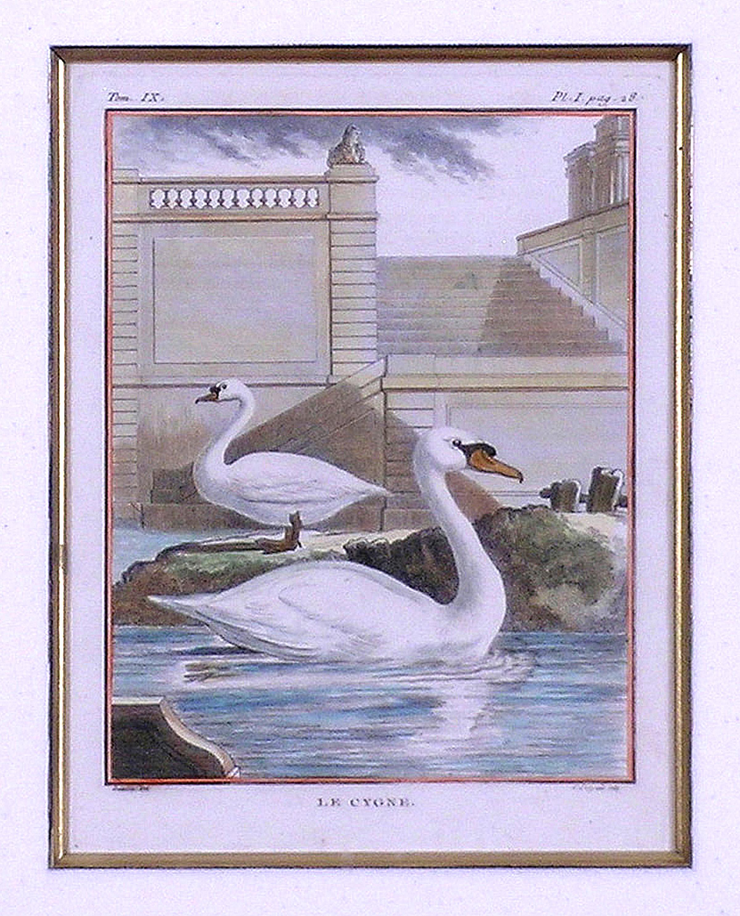 Zygne (Schwan) (Akademisch), Print, von Georges-Louis Leclerc, Comte de Buffon