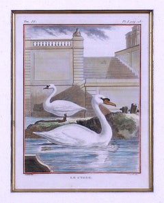 Le Cygne (Swan)