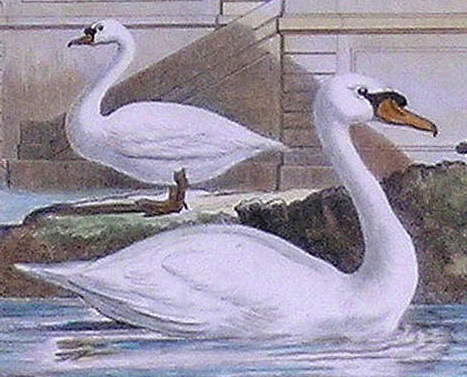 Le Cygne (Swan) - Académique Print par Georges-Louis Leclerc, Comte de Buffon