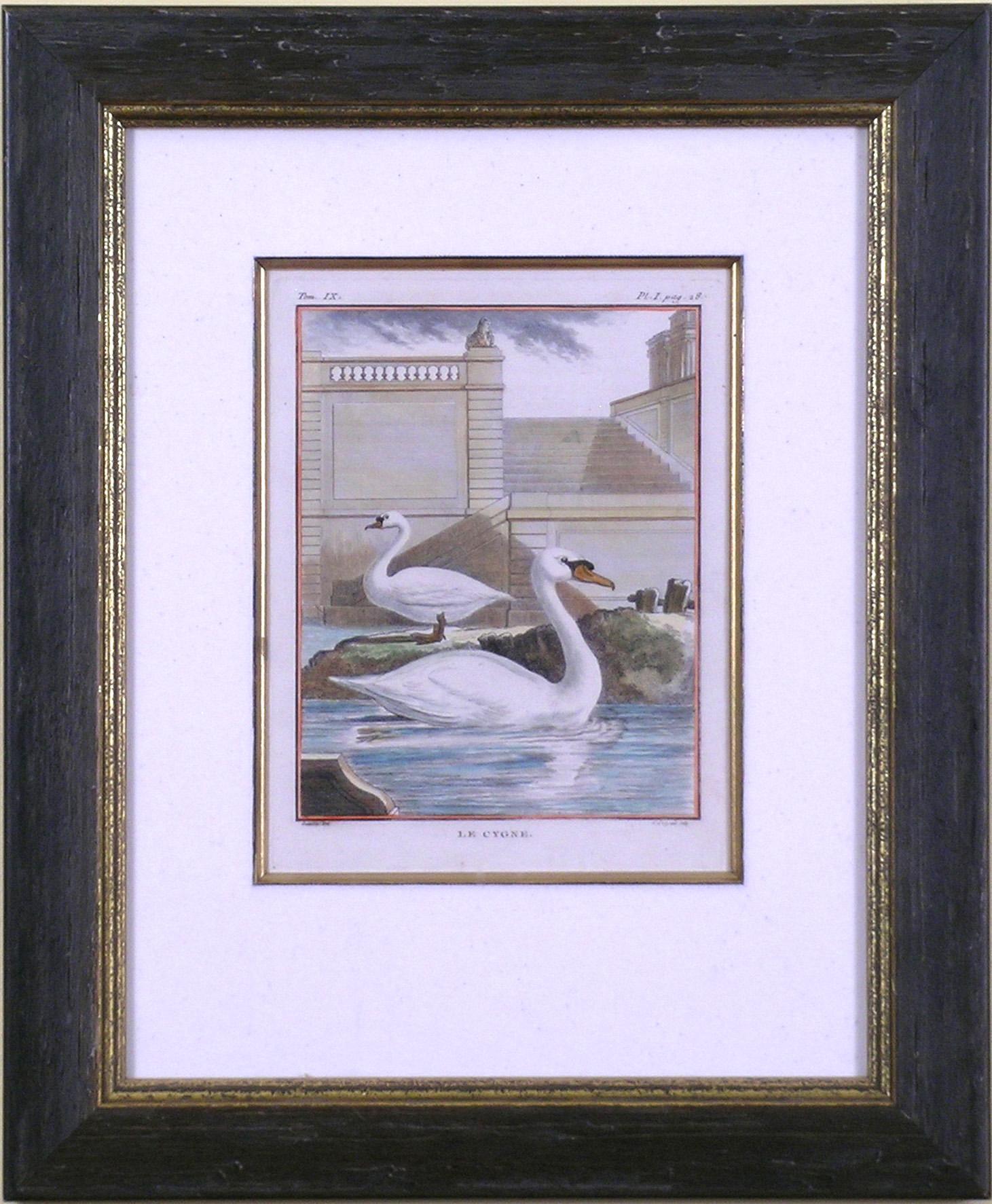 Le Cygne (Swan) - Print de Georges-Louis Leclerc, Comte de Buffon