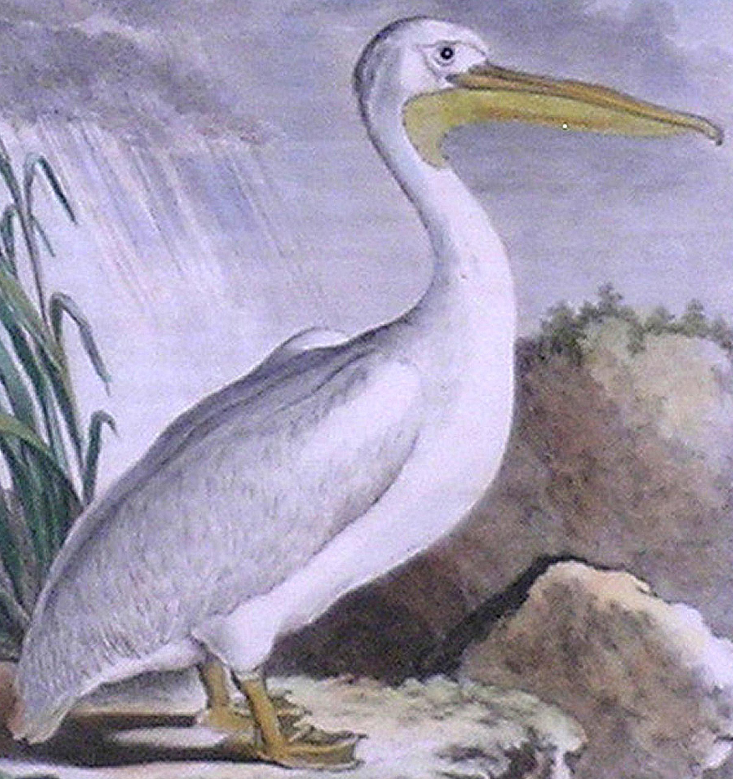 Le Pelican (Pelican) - Academic Print by Georges-Louis Leclerc, Comte de Buffon