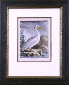 Antique Le Pelican (Pelican)