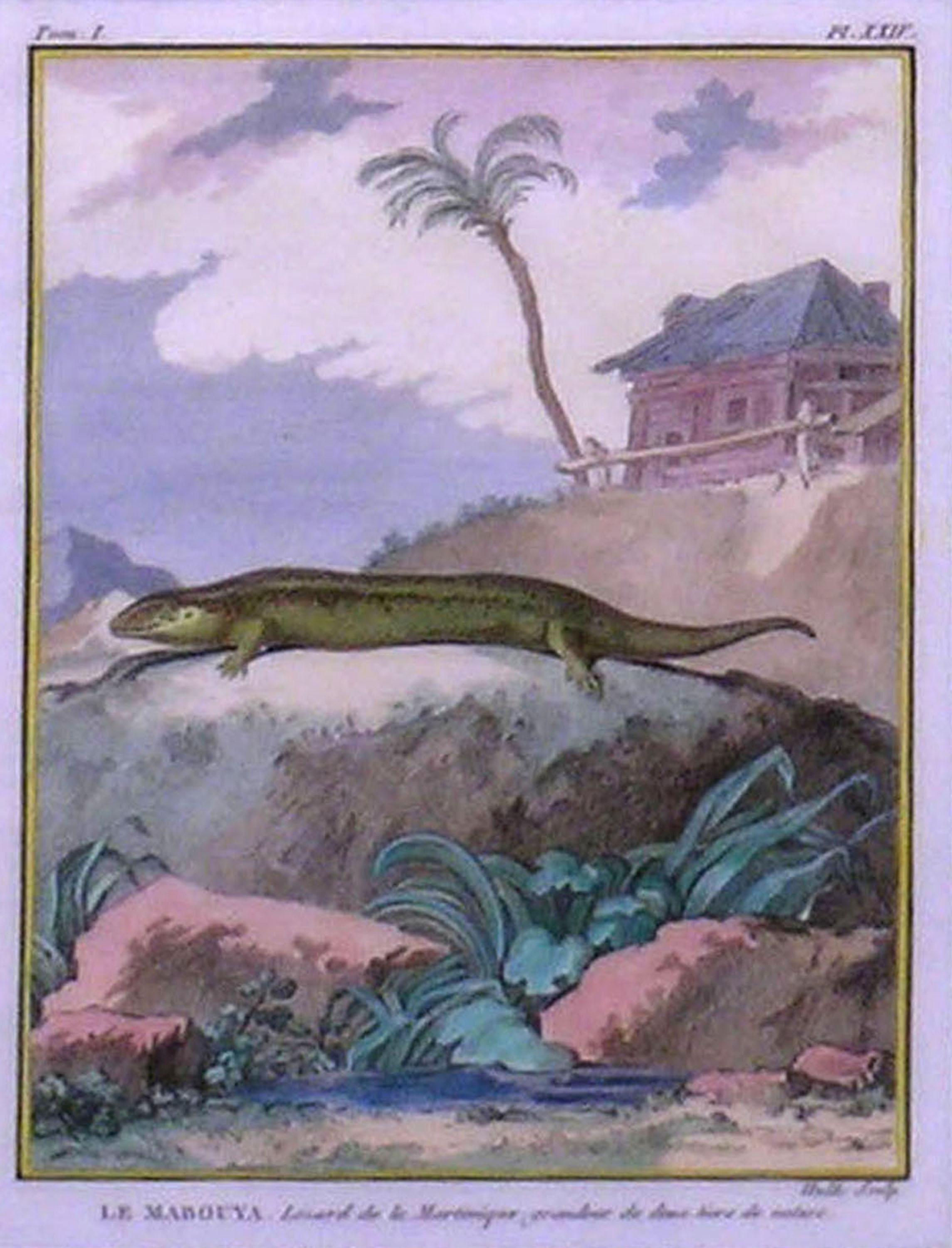 Le Mabouya lézard - Académique Print par Georges-Louis Leclerc, Comte de Buffon