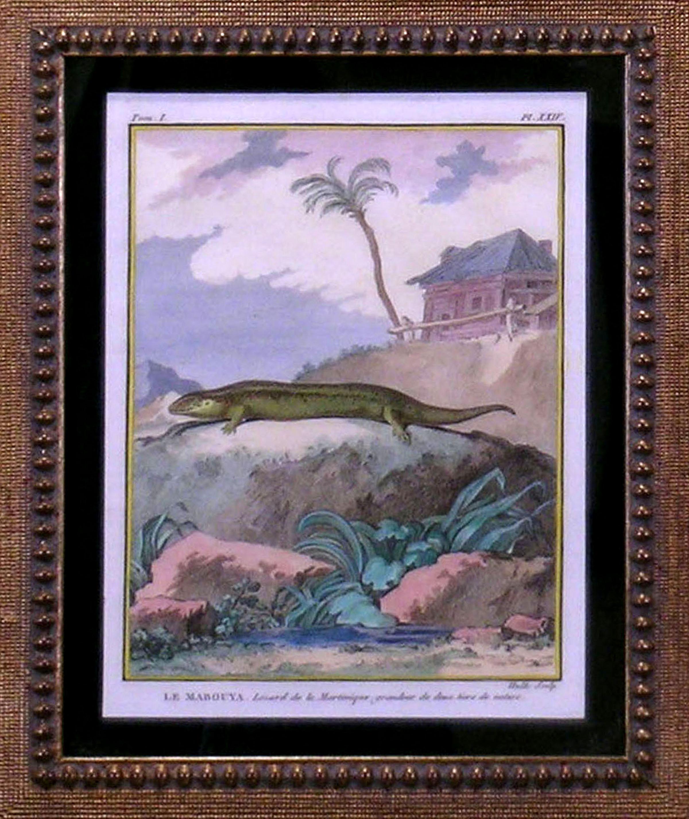 George-Louis Leclerec, Comte de Buffon.
HistoireNaturelle, Generale et Particuliere avec la Description du Cabiner du Roi.
Paris, 1749
Dessins de Jacques E. DeSeve.
Gravures avec coloration manuelle ultérieure.

