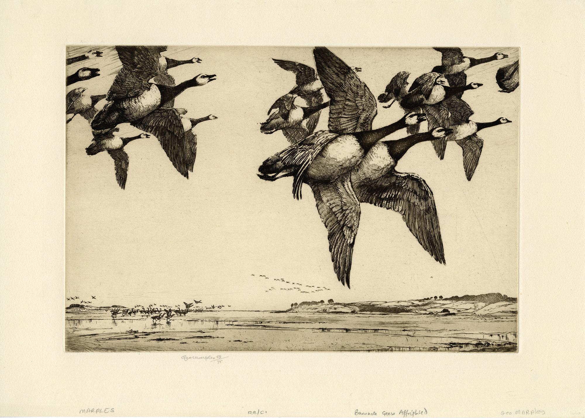 George Marples Figurative Print - Barnacle Geese Affrighted