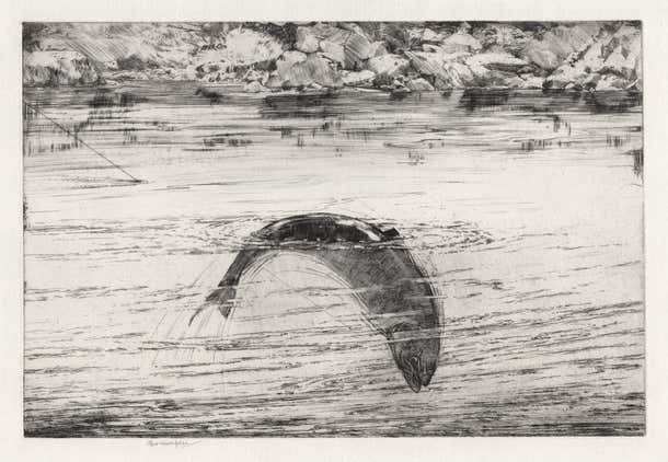 George Marples - Hooked Salmon, angling fish etching by George Marples ...