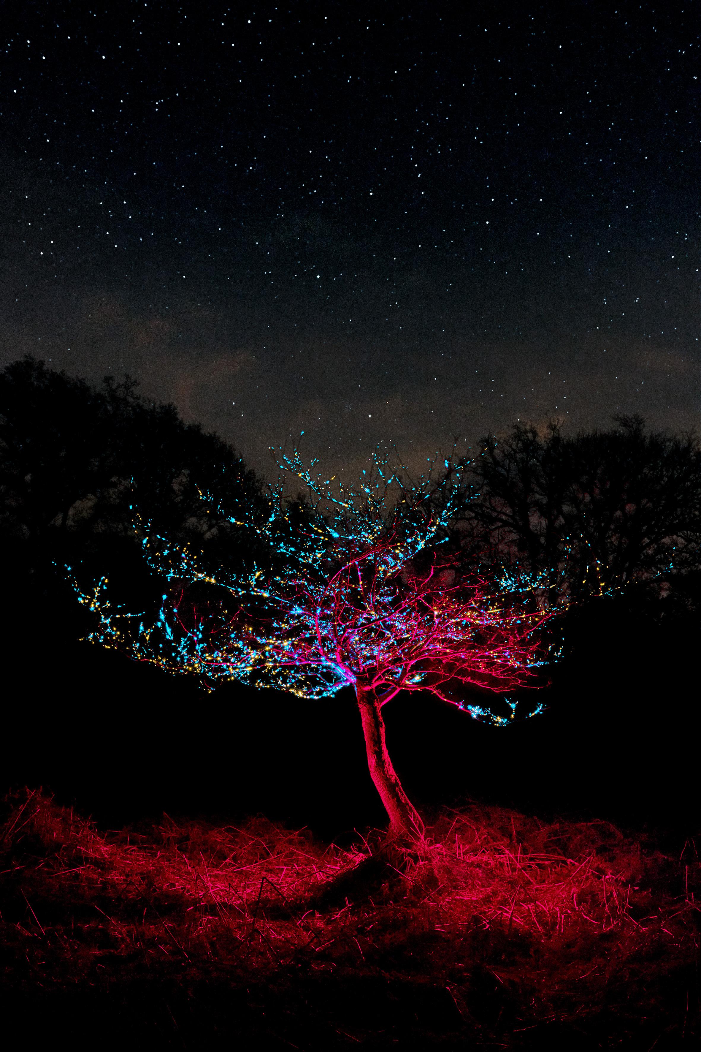 Color Photograph George McLeod - Sci-fi sparkle Red Blue Tree by Night with skylight stars - Impression encadrée