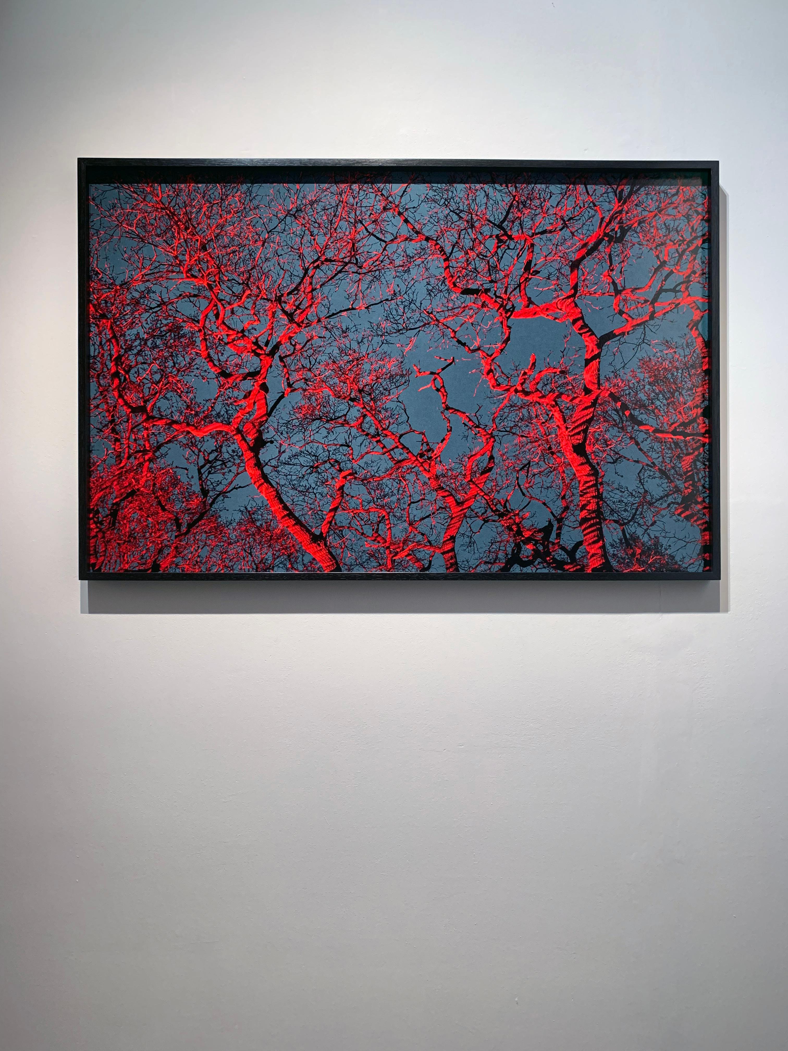 #7, „Bäume Huggers...“ Rot-Blaue Bäume und Himmel; Abstrakter Landschaftsdruck im Angebot 12