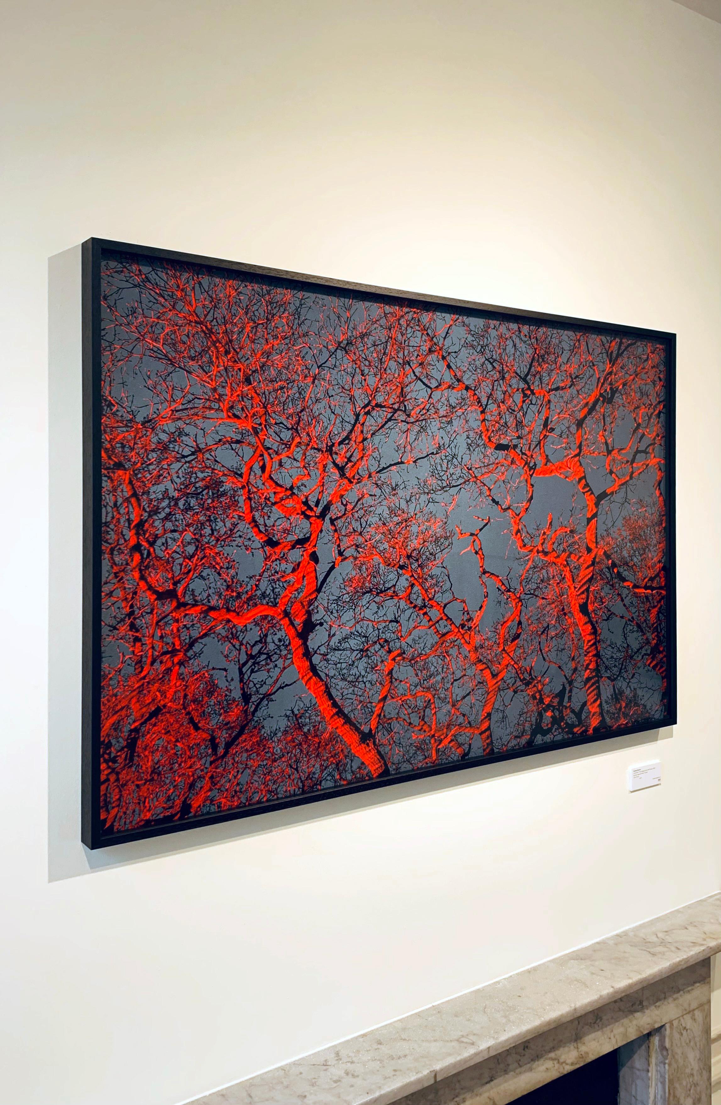 #7, „Bäume Huggers...“ Rot-Blaue Bäume und Himmel; Abstrakter Landschaftsdruck – Photograph von George McLeod