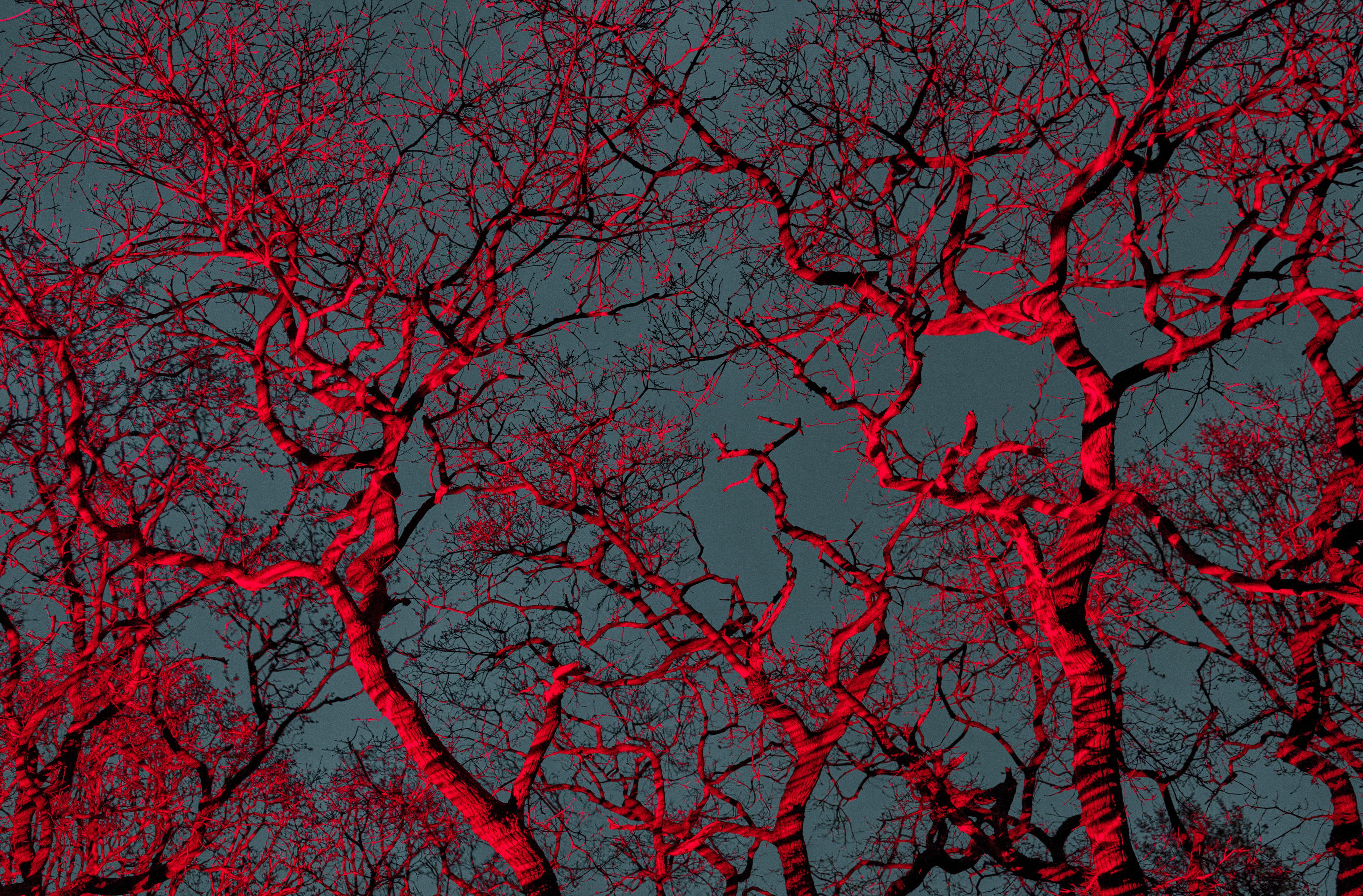 #7, „Bäume Huggers...“ Rot-Blaue Bäume und Himmel; Abstrakter Landschaftsdruck (Zeitgenössisch), Photograph, von George McLeod