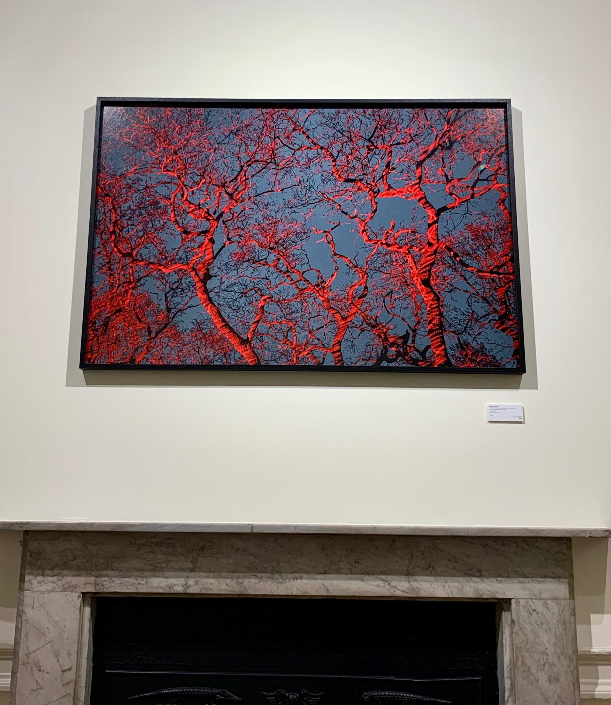 #7, 'Tree Huggers...' Red Blue Trees and Sky; Abstract Landscape Art Print - Contemporary Photograph by George McLeod
