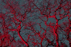 n°7, « Tree Huggers... », arbres rouges, bleus et ciel ; impression d'art de paysage abstrait