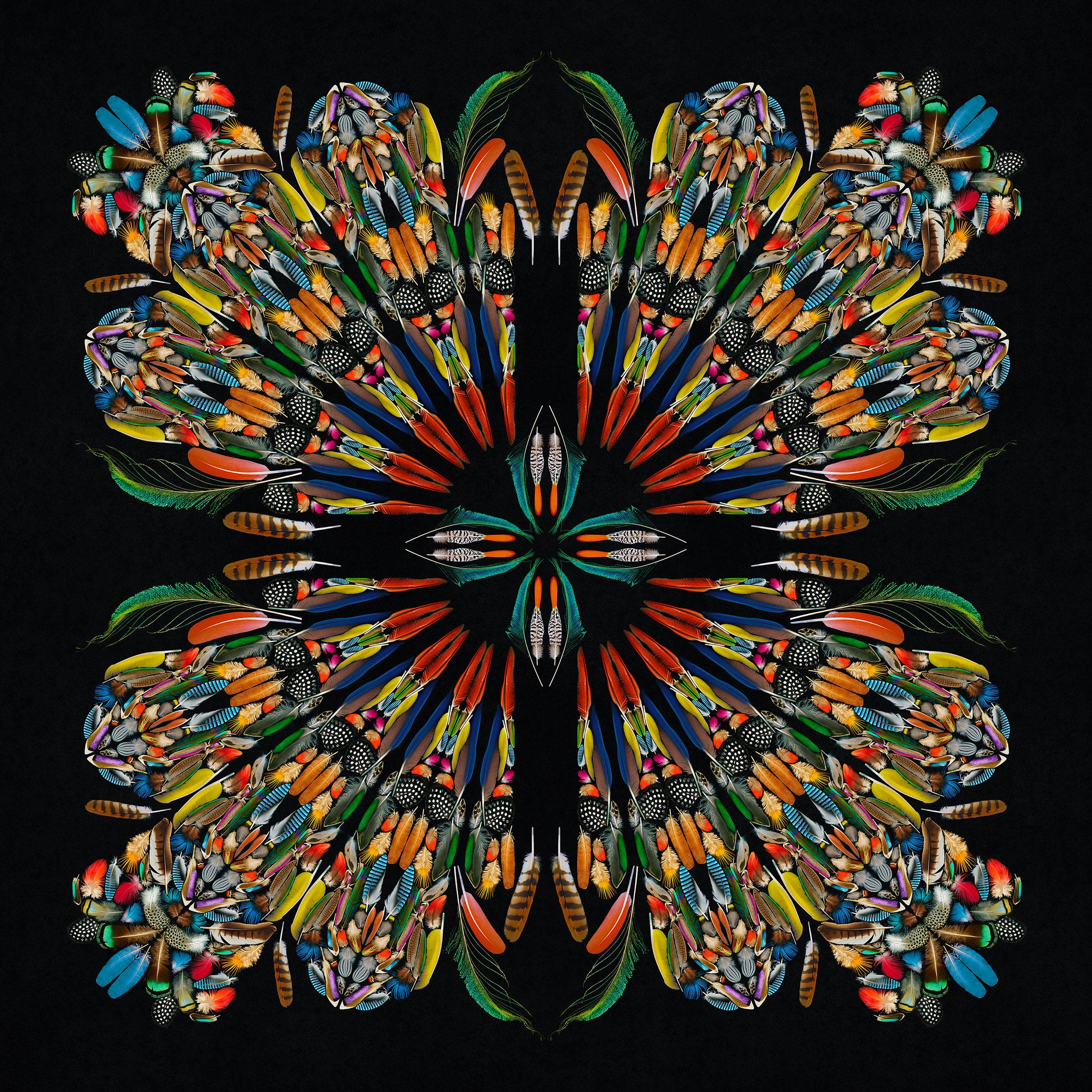 Feathers - Une sélection de plumes d'oiseaux de couleurs, Mandala tribal géométrique   en vente 3