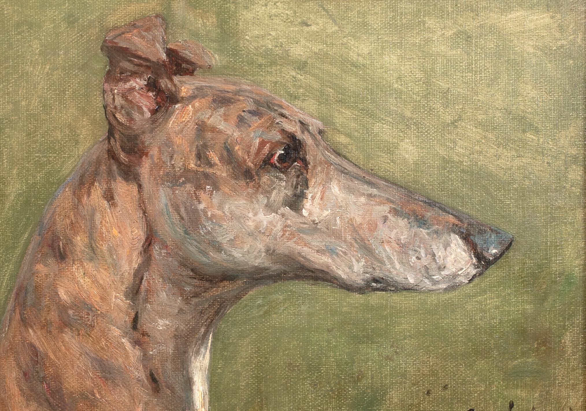 Retrato del galgo campeón 