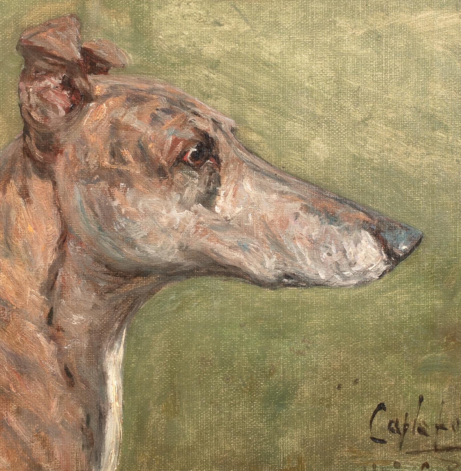 Retrato del galgo campeón 