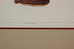"Cypera" 18th Century Scientific Shell Engravings