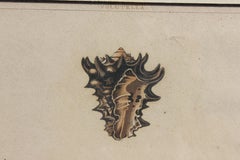 Gravures de coquillages de conque peintes à la main