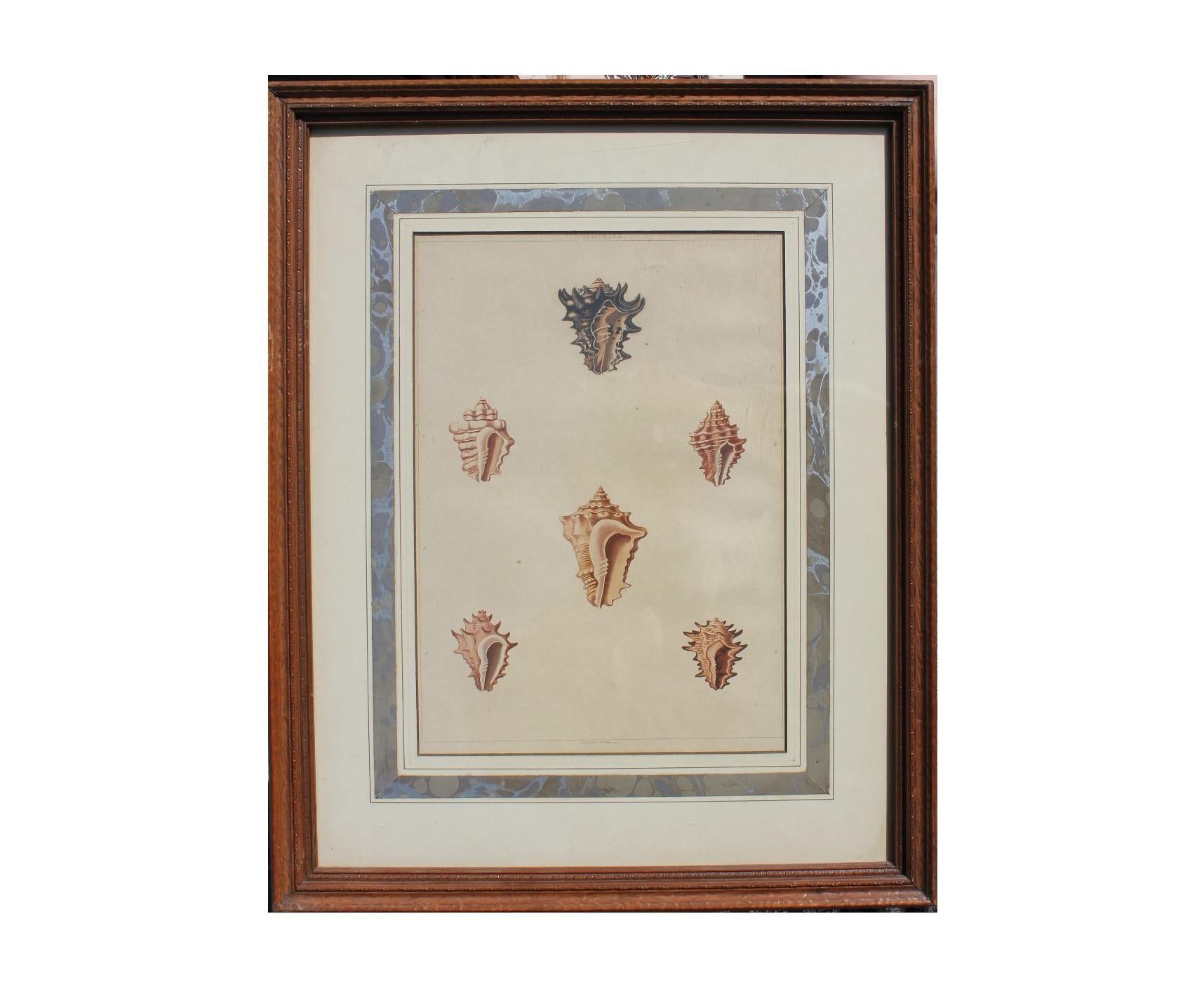 Hand Painted Conch Shell Engravings - Print by George Perry