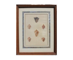 Hand Painted Conch Shell Engravings