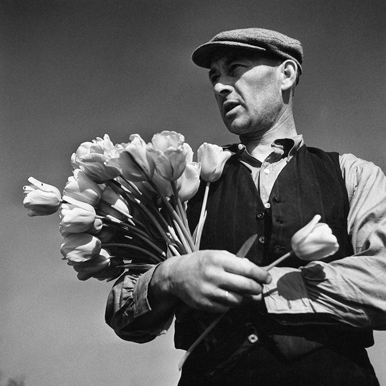 In Alsmeer wachsen wieder Tulpen, dokumentiert vom Fotojournalisten George Rodger für das Life Magazine, 1946.

Alle verfügbaren Größen und Ausgaben:
16" x 20", Auflagenhöhe 25
30 "x 40", Auflagenhöhe 25
40" x 60", Auflagenhöhe 25

Dieses Foto wird