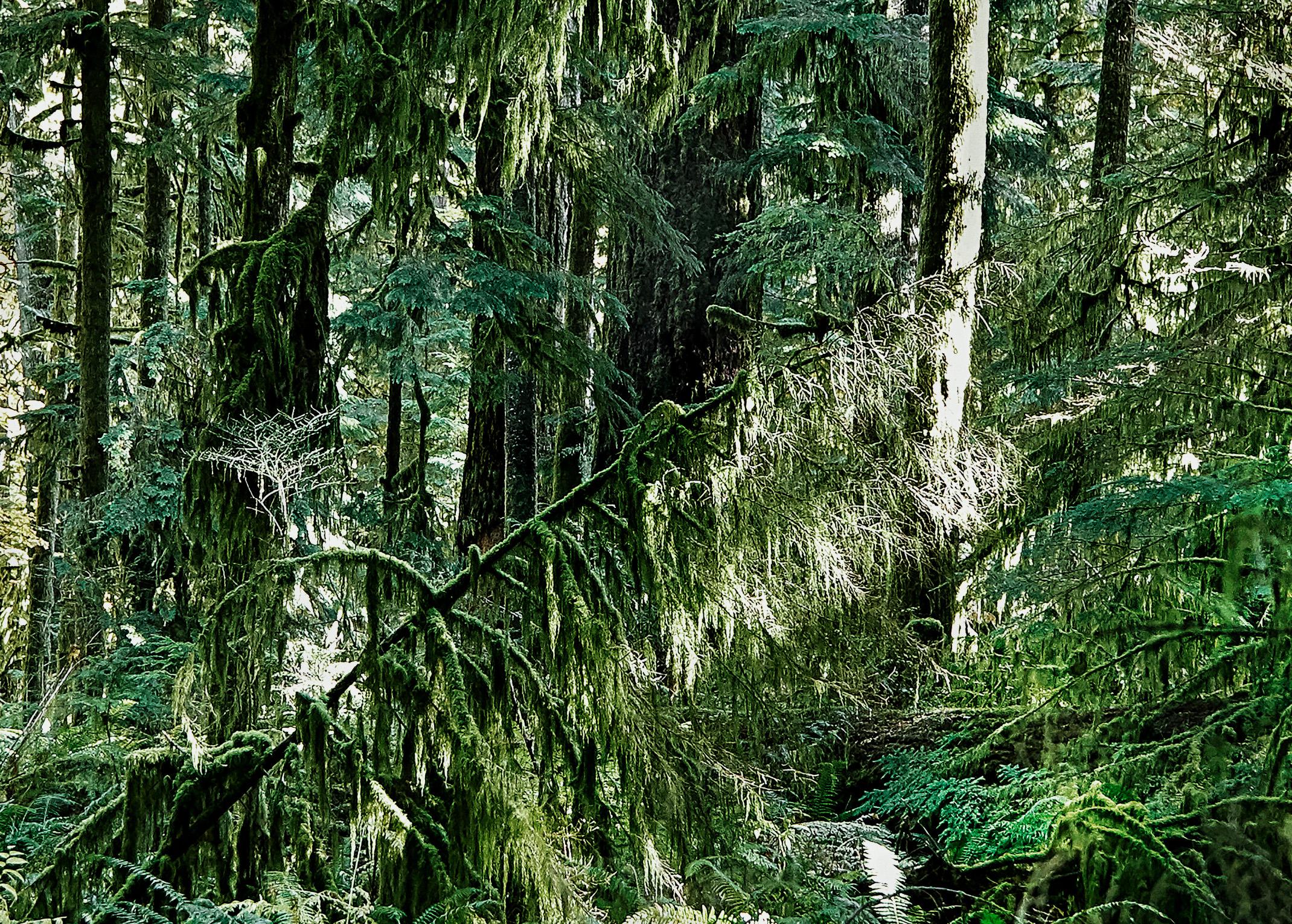 Bosque Occidental, Isla de Vancouver - Photograph de George Simhoni