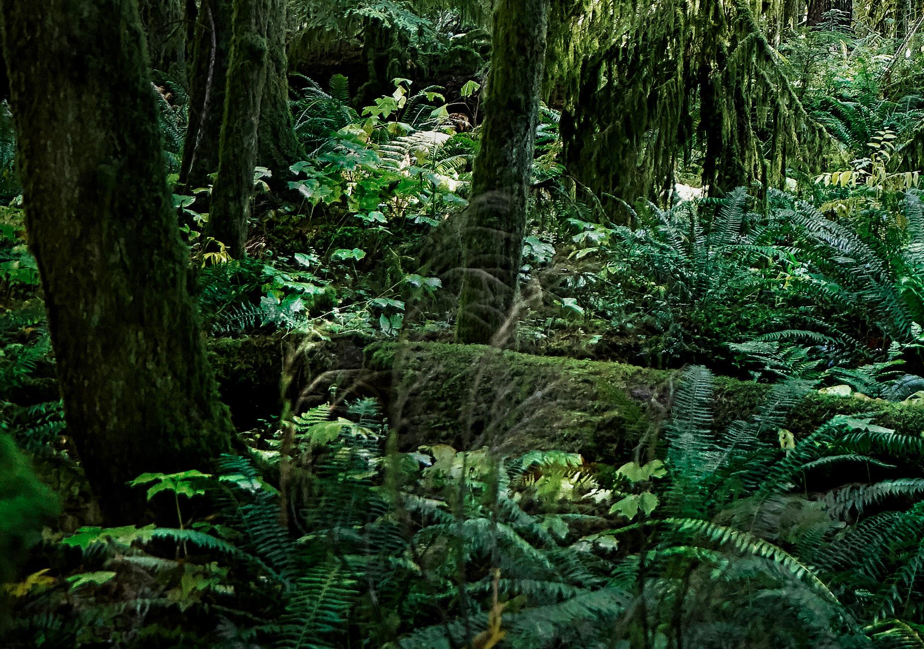 Bosque Occidental, Isla de Vancouver - Color Photograph Negro de George Simhoni