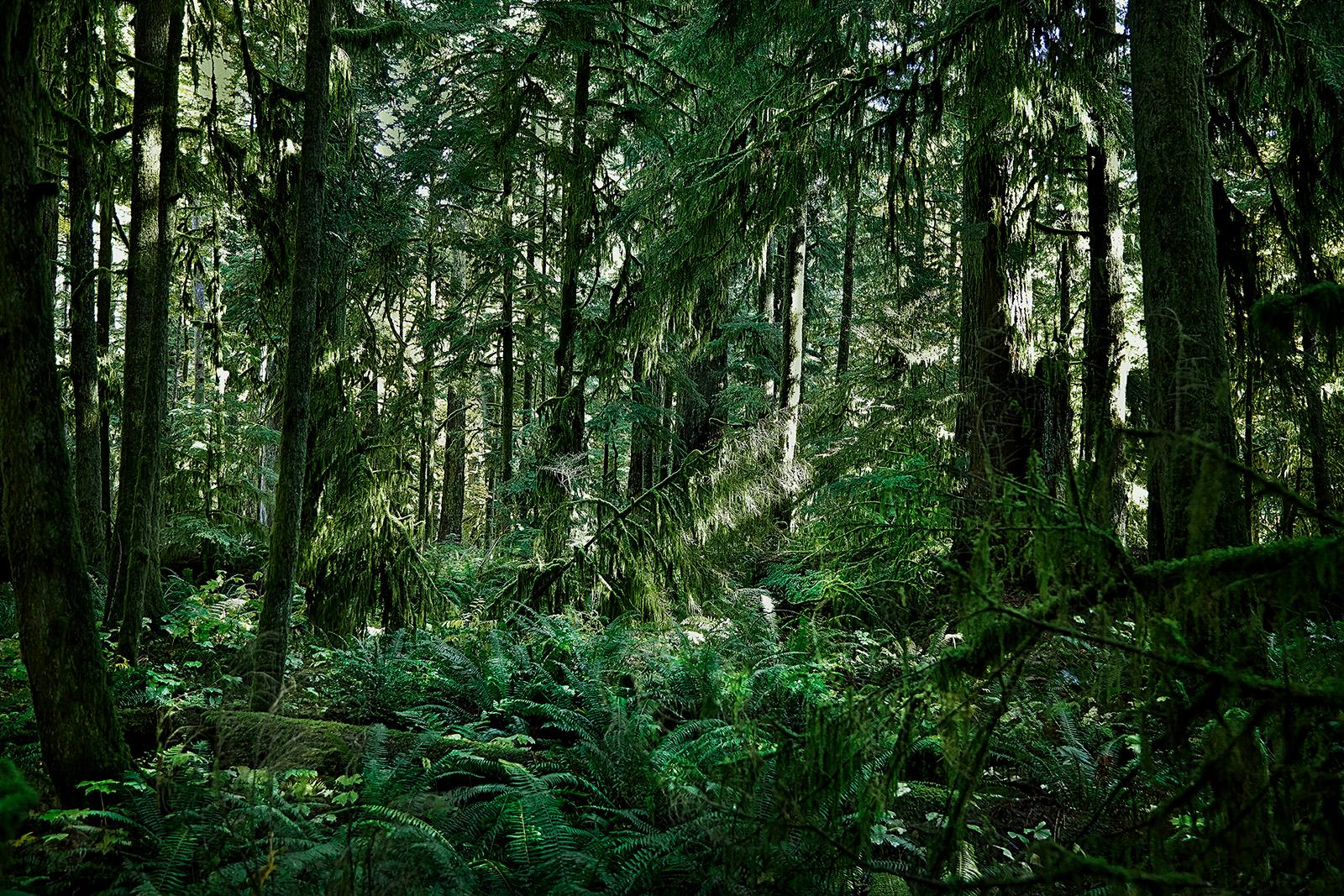 Bosque Occidental, Isla de Vancouver en venta 1