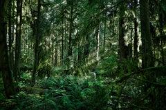 la forêt occidentale, Vancouver Island