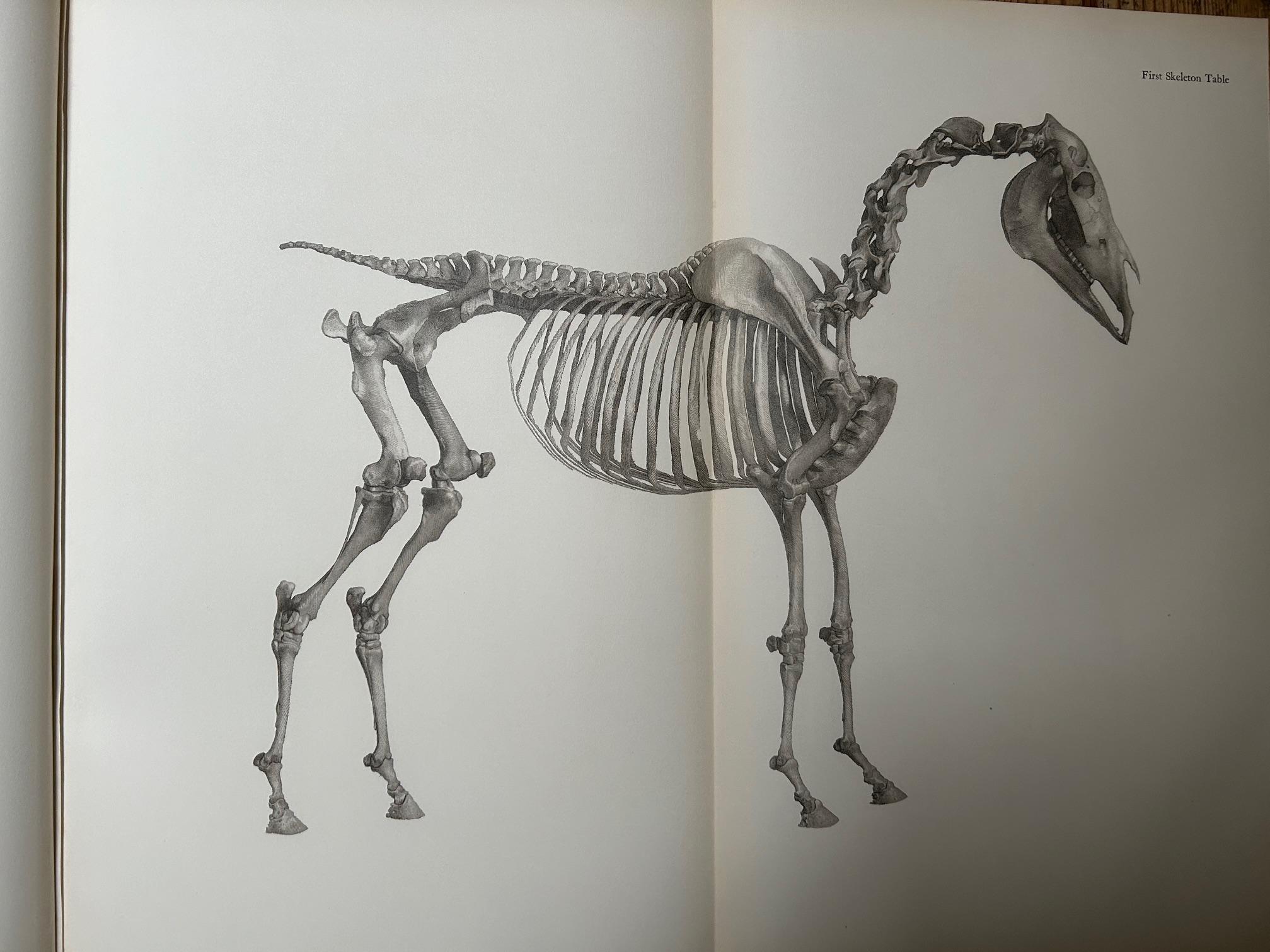 George Stubbs - Anatomy of the Horse 1938 In Good Condition For Sale In Pewsey, GB