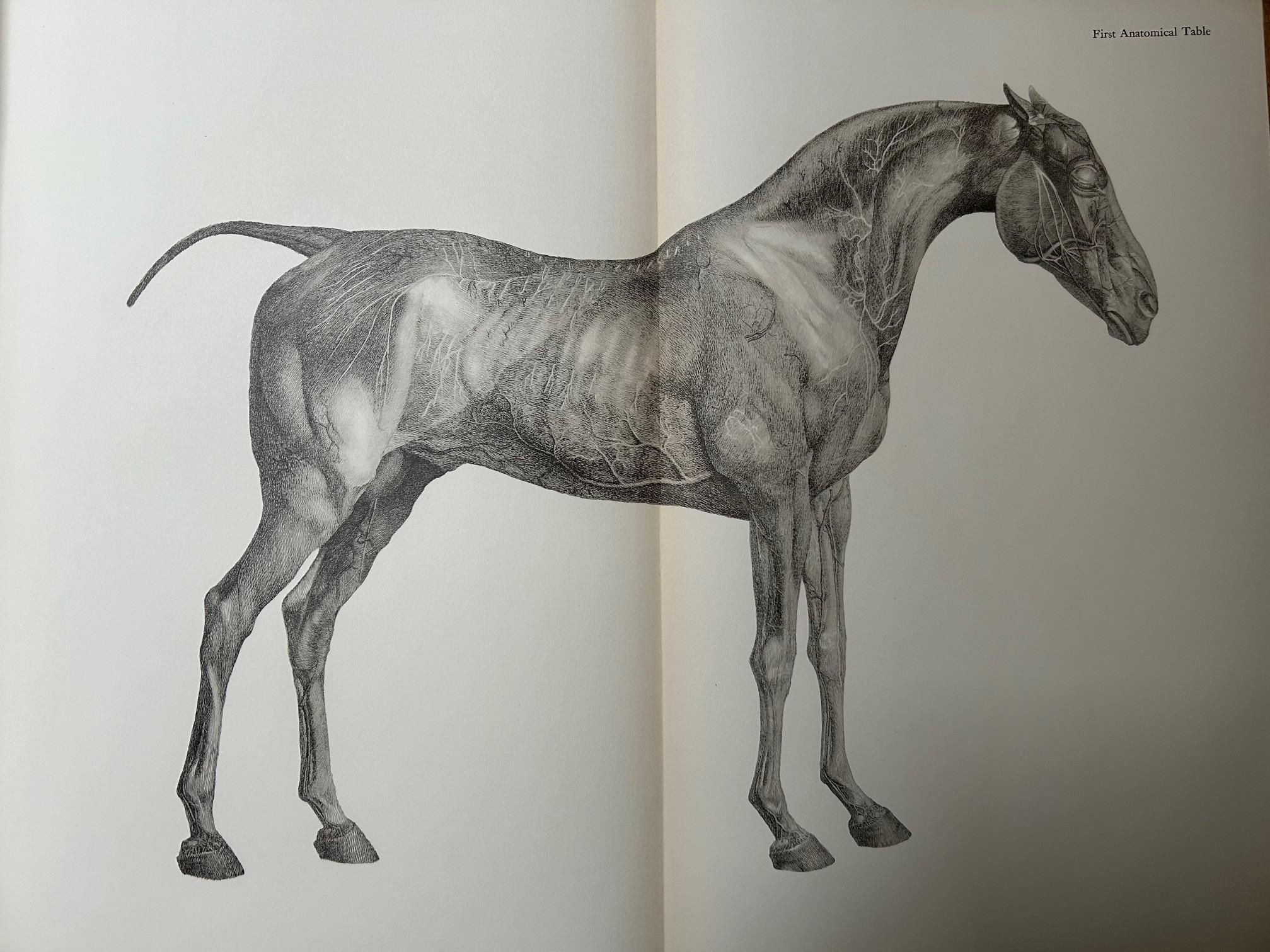 Mid-20th Century George Stubbs - Anatomy of the Horse 1938 For Sale