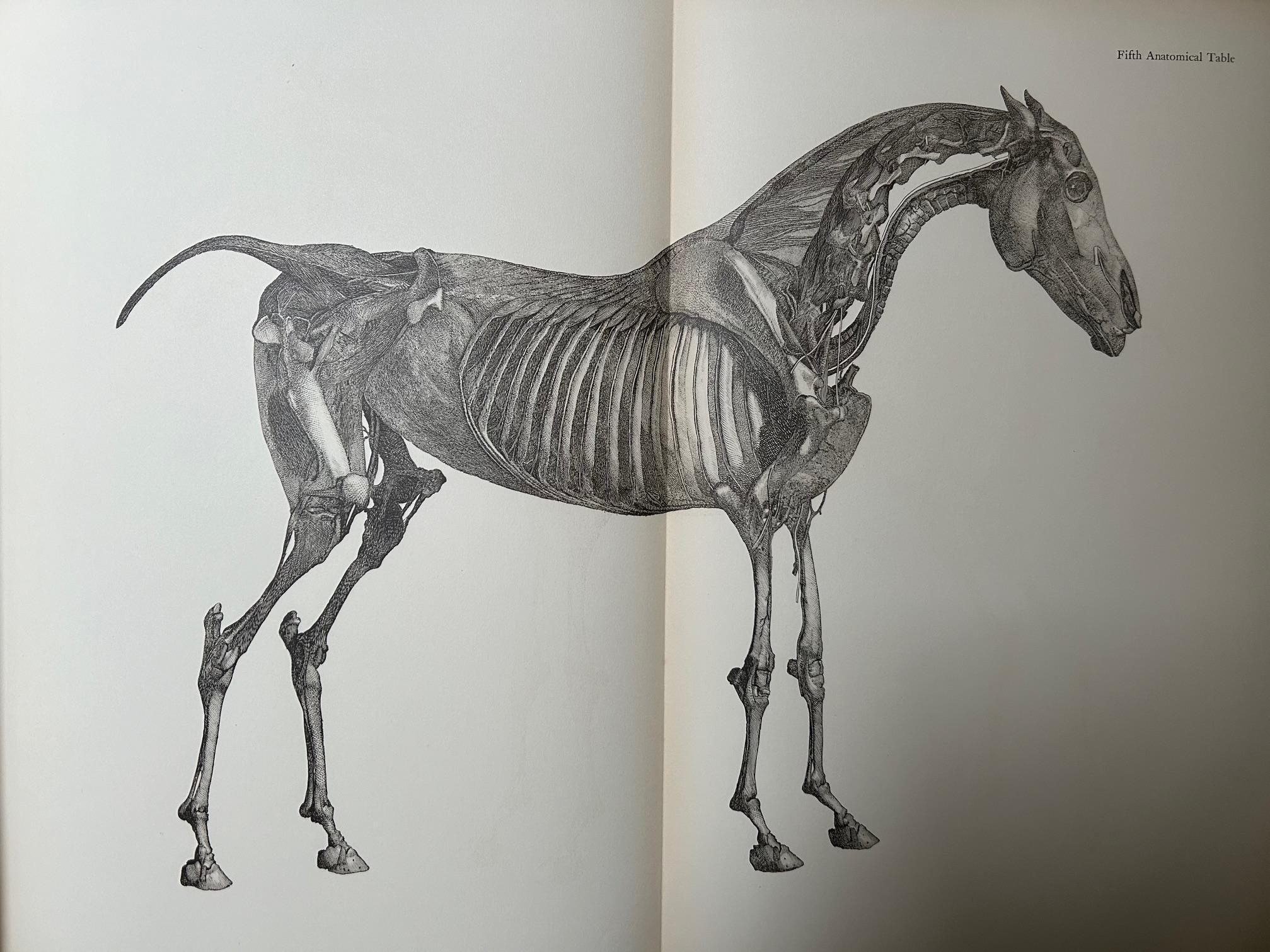 Paper George Stubbs - Anatomy of the Horse 1938 For Sale