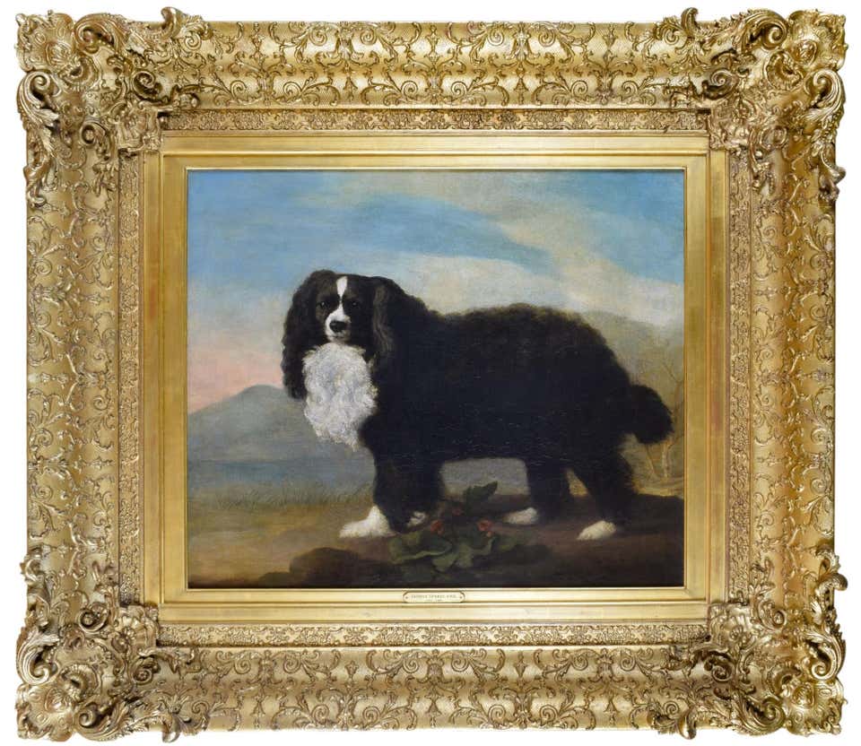 A King Charles Spaniel in a landscape