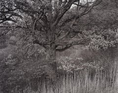 Oak Tree, Holmdel, NJ, 1970