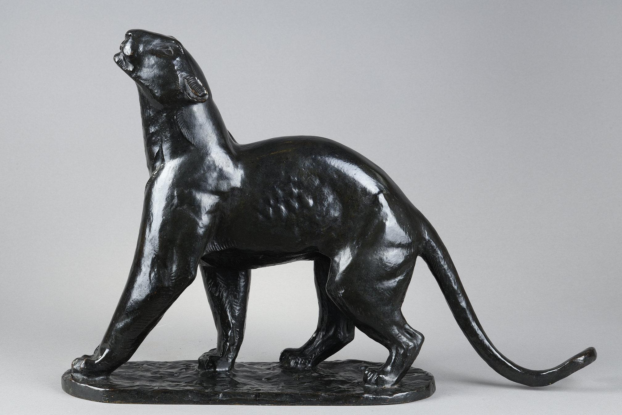 Panther sniffing For Sale 5