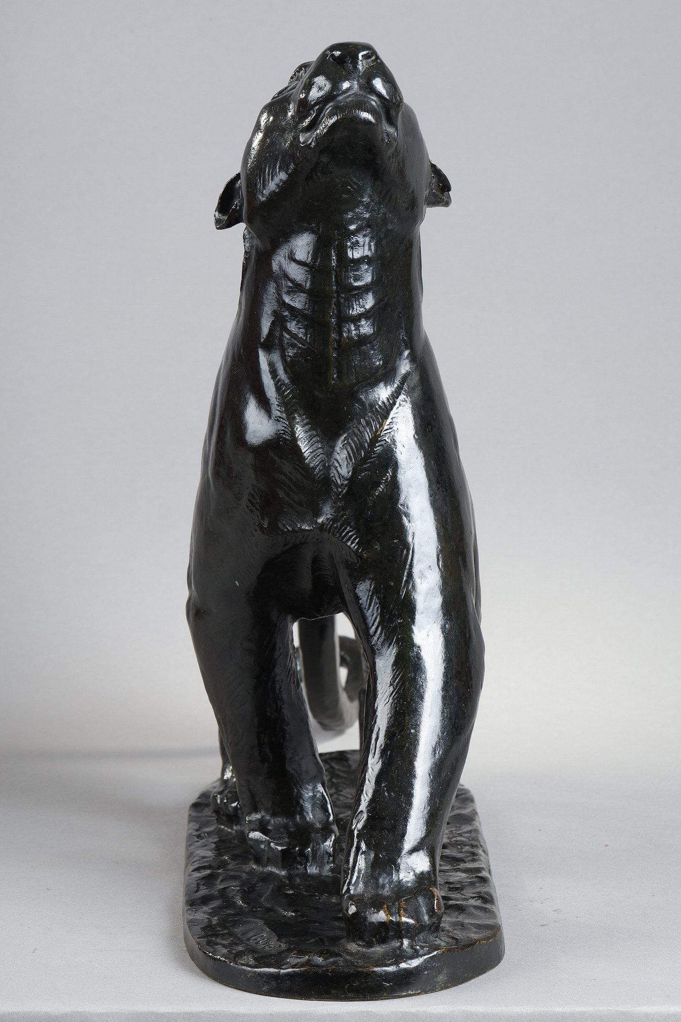 Panther sniffing For Sale 3