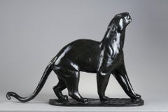 Panther sniffing