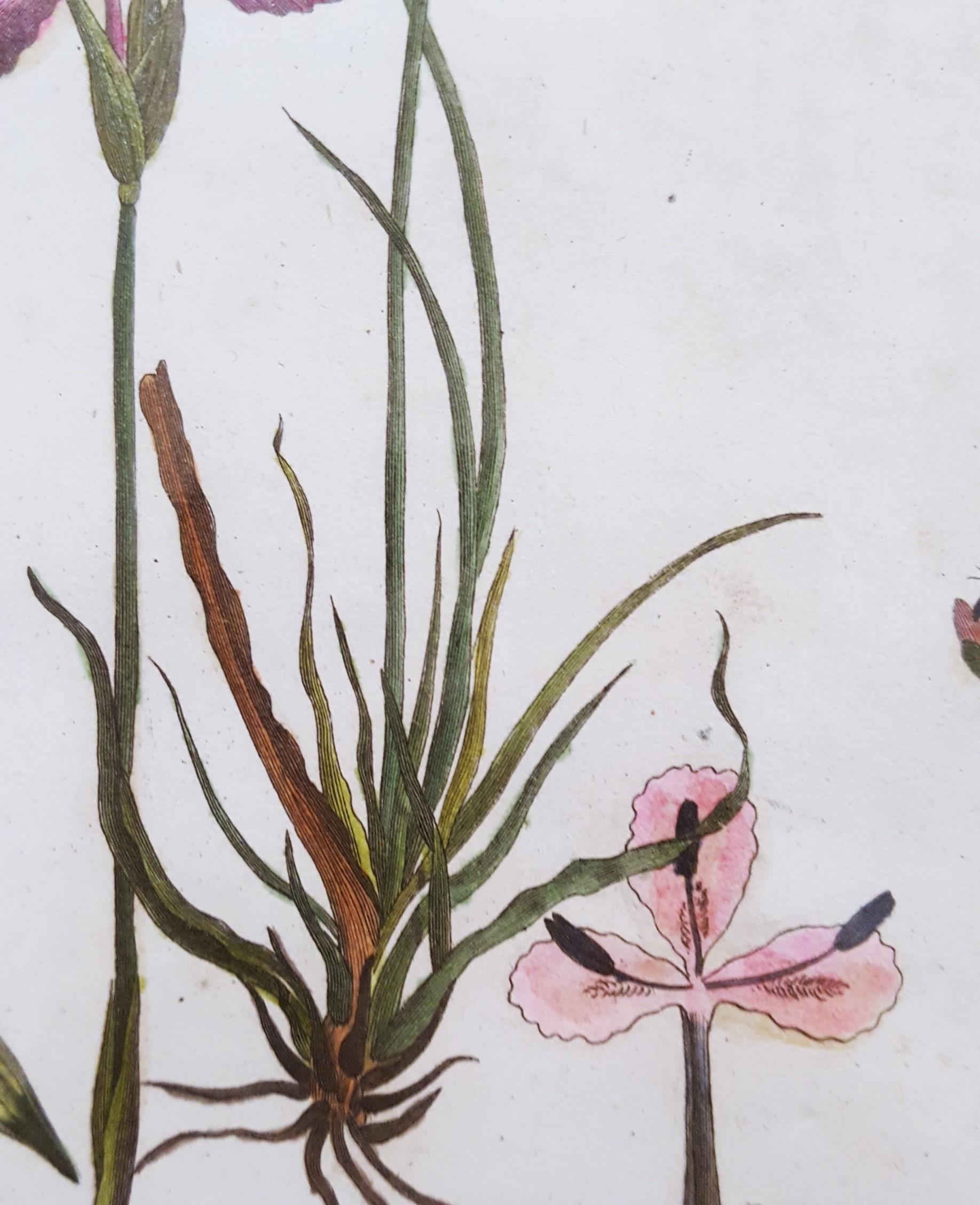 Abolboda; Elodea (Waterweeds); Lepidosperma (Hoary Rapier-Sedge) /// Botanical For Sale 7