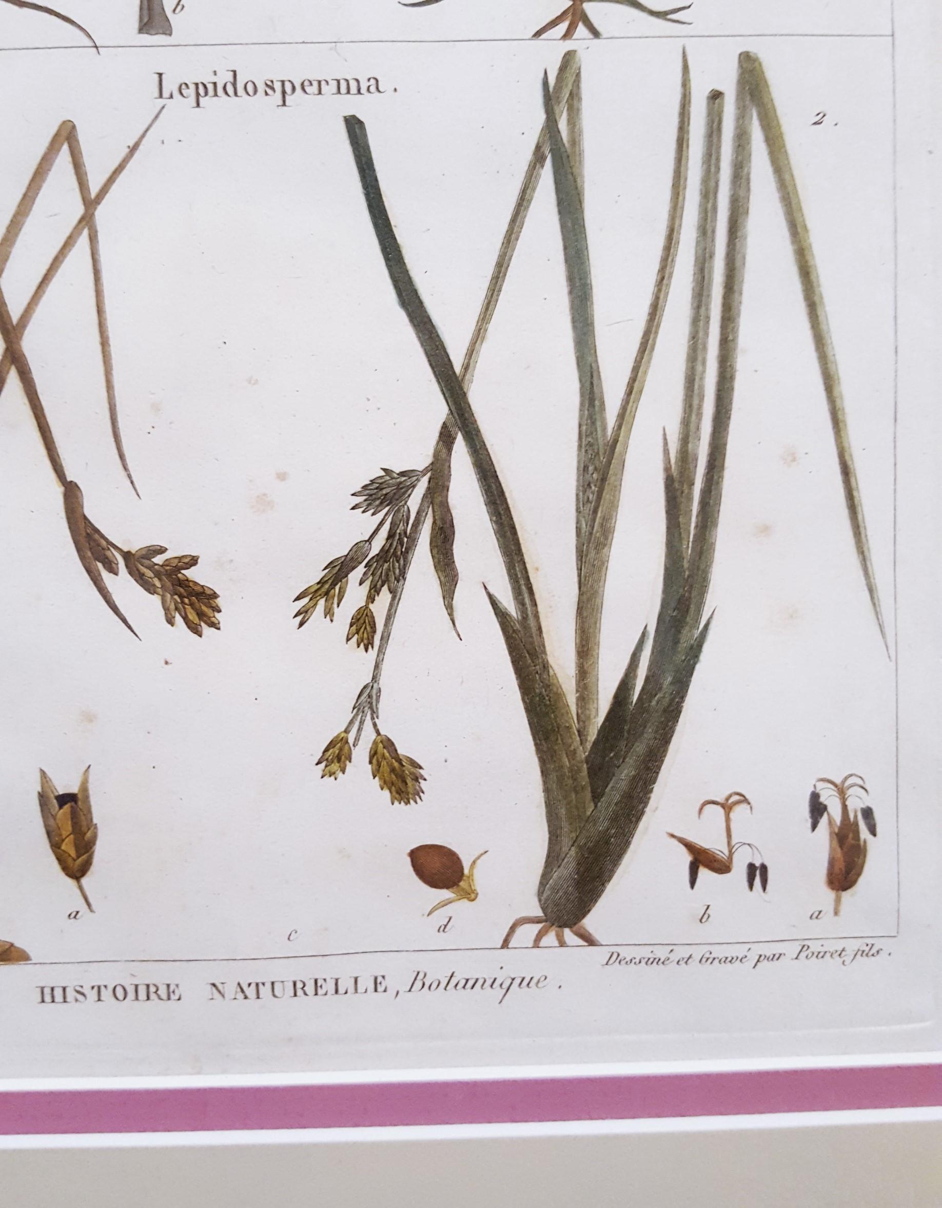 Abolboda; Elodea (Waterweeds); Lepidosperma (Hoary Rapier-Sedge) /// Botanical For Sale 8