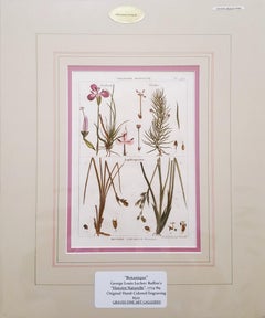 Abolboda; Elodea (Waterweeds); Lepidosperma (Hoary Rapier-Sedge) /// Botanical