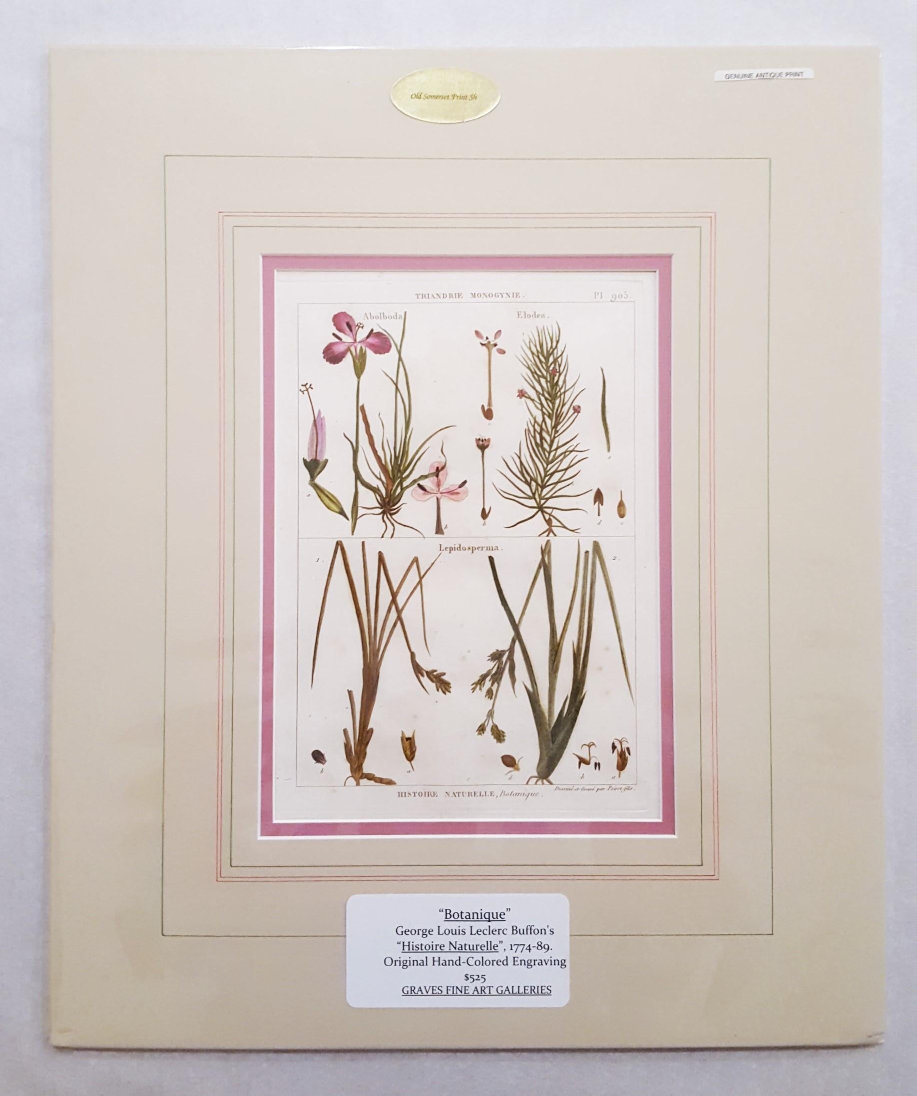 Abolboda; Elodea (Waterweeds); Lepidosperma (Hoary Rapier-Sedge) /// Botanical - Old Masters Print by Georges-Louis Leclerc, Comte de Buffon