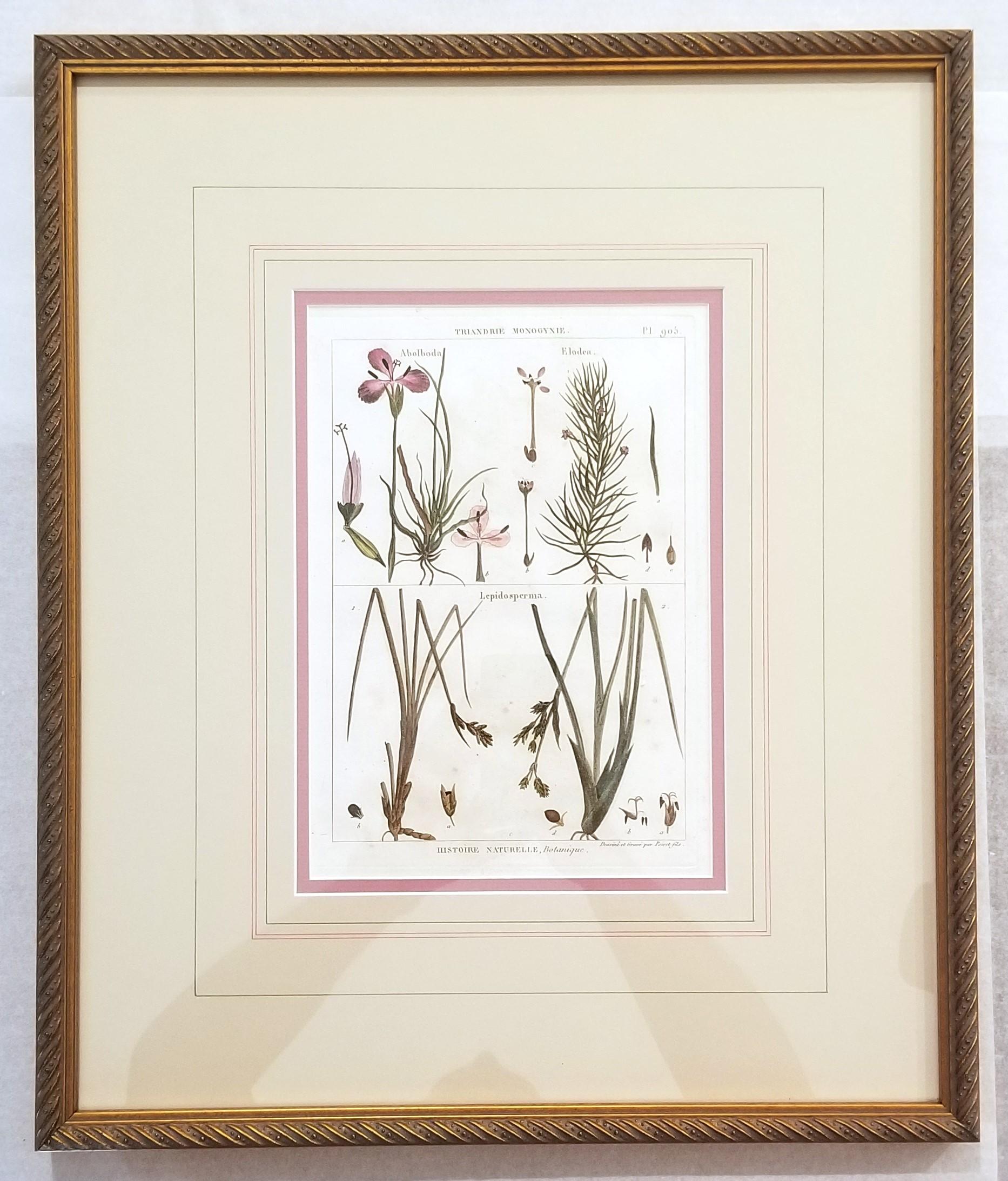 Abolboda; Elodea (Waterweeds); Lepidosperma (Hoary Rapier-Sedge) /// Botanical - Gray Still-Life Print by Georges-Louis Leclerc, Comte de Buffon