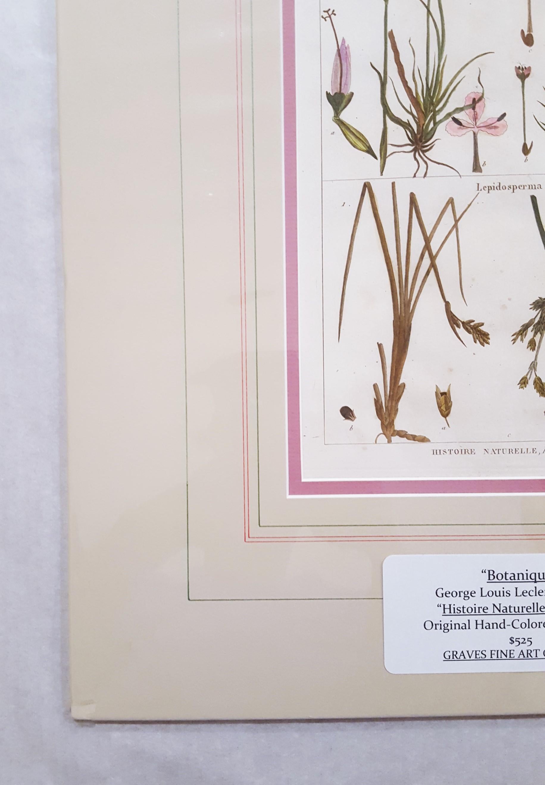 Artist: Georges-Louis Leclerc, Comte de Buffon (French, 1707-1788)
Title: 